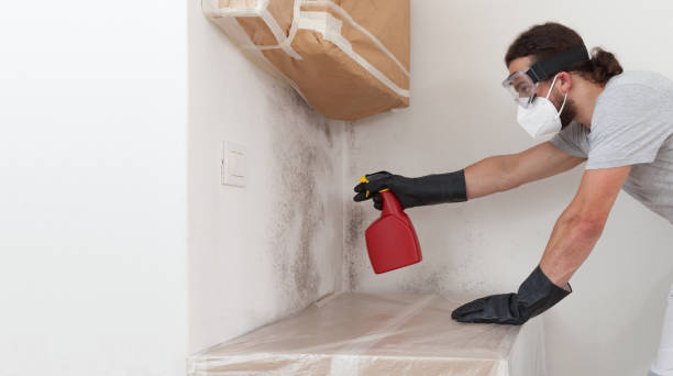 Professional Mold Removal technician working in Beverly, MA